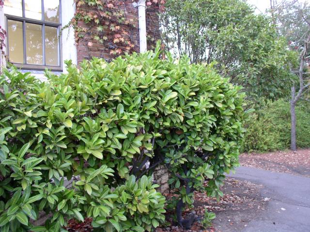 Prunus laurocerasus