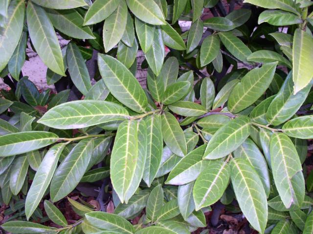 Prunus laurocerasus