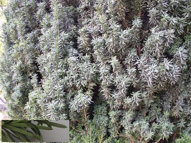 Taxus baccata
