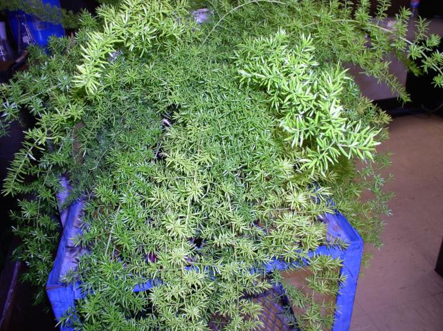 Asparagus densiflorus 'Sprengeri'