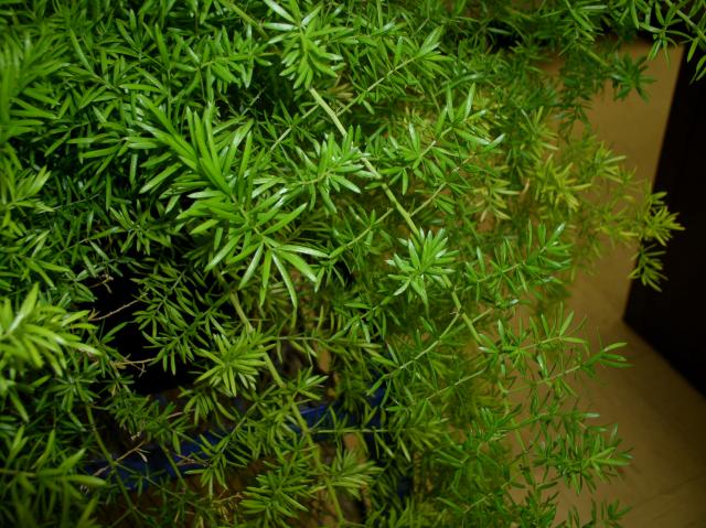 Asparagus densiflorus 'Sprengeri'