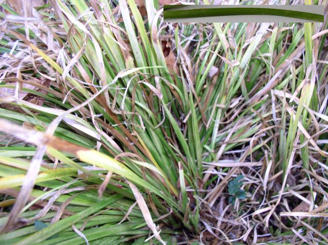Acorus gramineus 'Ogon'