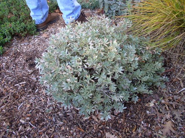 Convolvulus cneorum