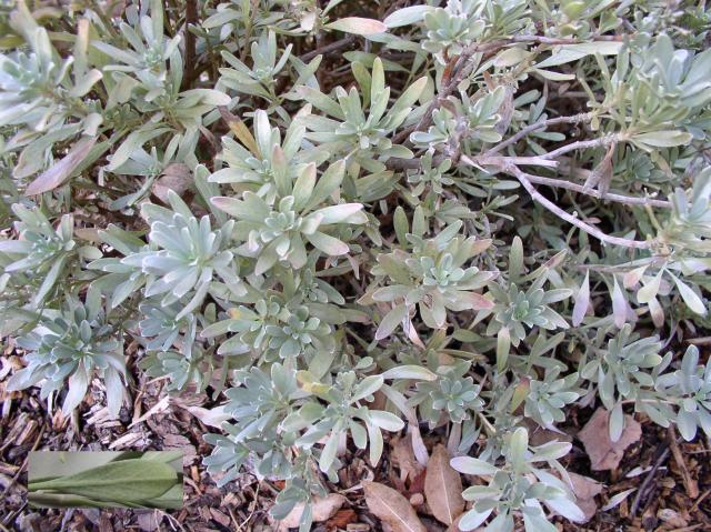 Convolvulus cneorum