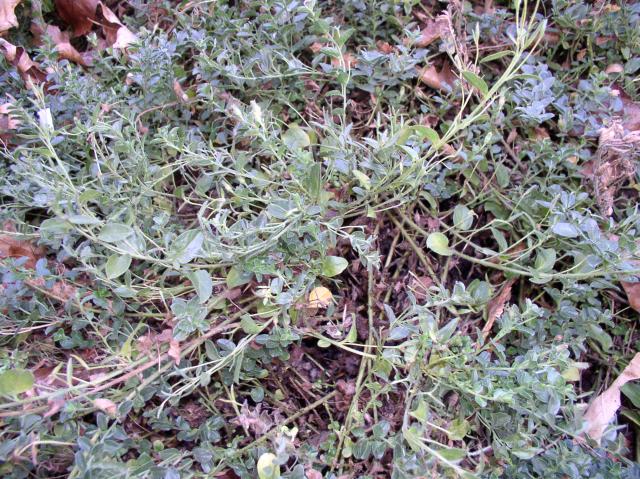 Convolvulus mauritanicus