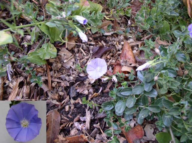 Convolvulus mauritanicus