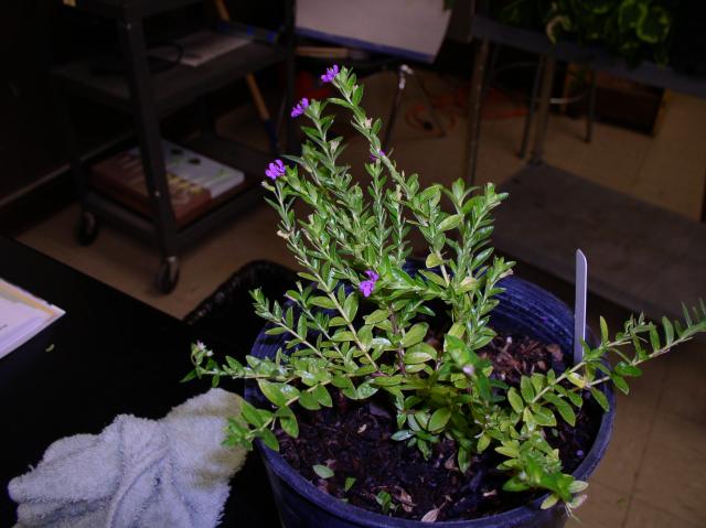 Cuphea hyssopifolia