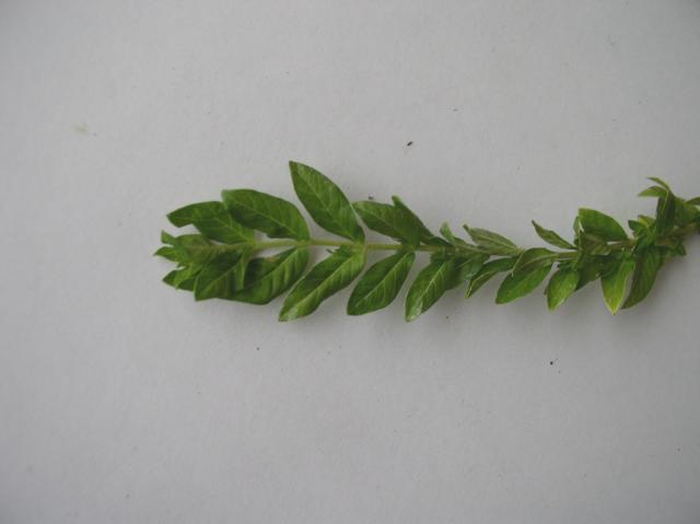 Cuphea hyssopifolia