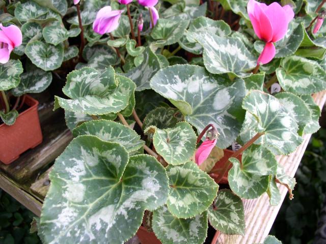 Cyclamen persicum
