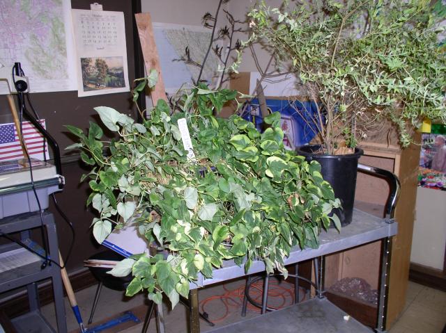 Houttuynia cordata 'Chameleon'