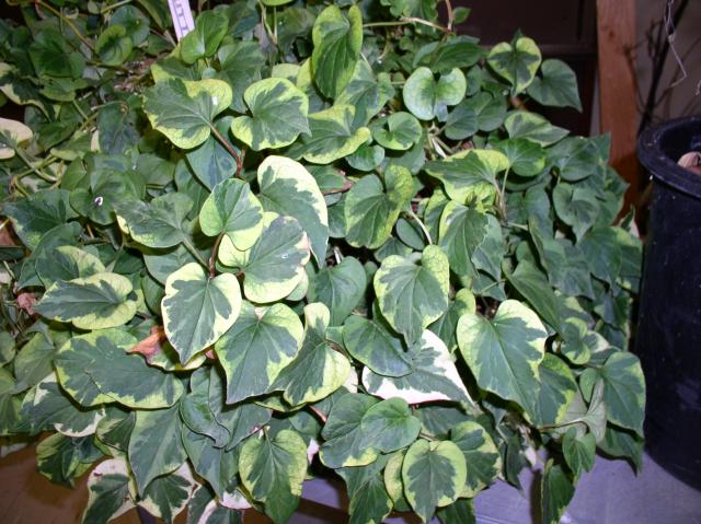 Houttuynia cordata 'Chameleon'