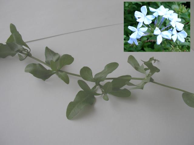 Plumbago auriculata