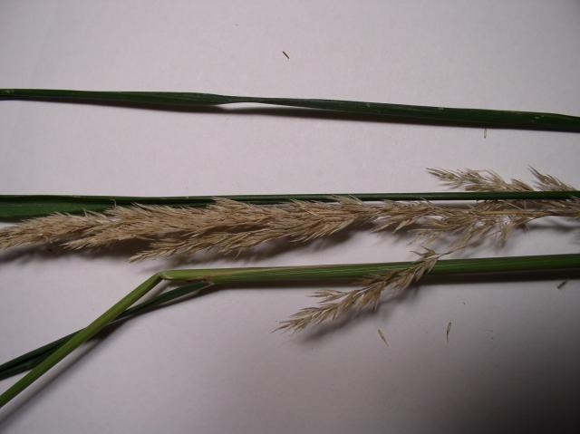 Calamagrostis x acutiflora 'Karl Foerster'