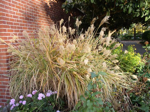 Miscanthus sinensis 'Variegatus'