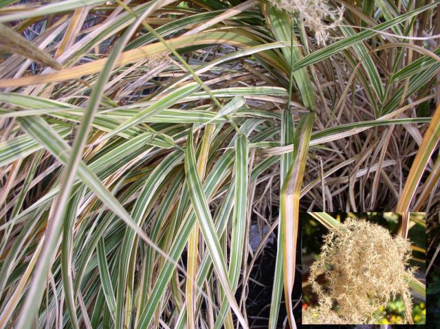 Miscanthus sinensis 'Variegatus'