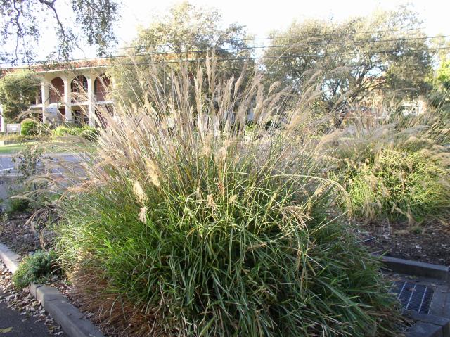 Miscanthus transmorrisonensis