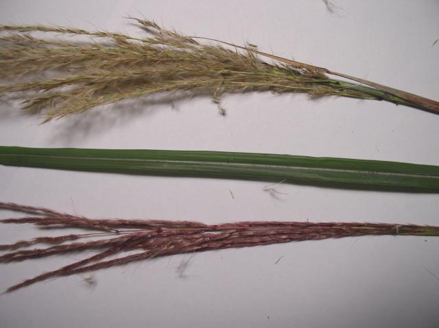 Miscanthus transmorrisonensis