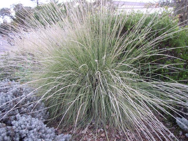Muhlenbergia rigens