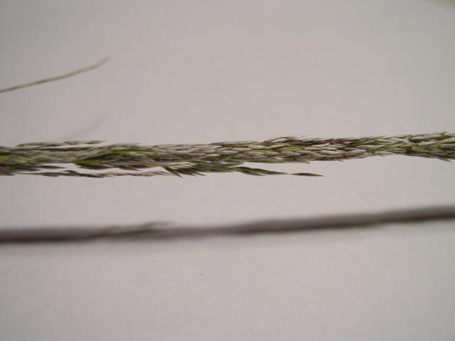 Muhlenbergia rigens