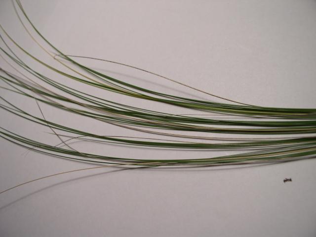 Nassella tenuissima