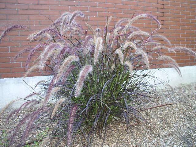 Pennisetum setaceum 'Rubrum'