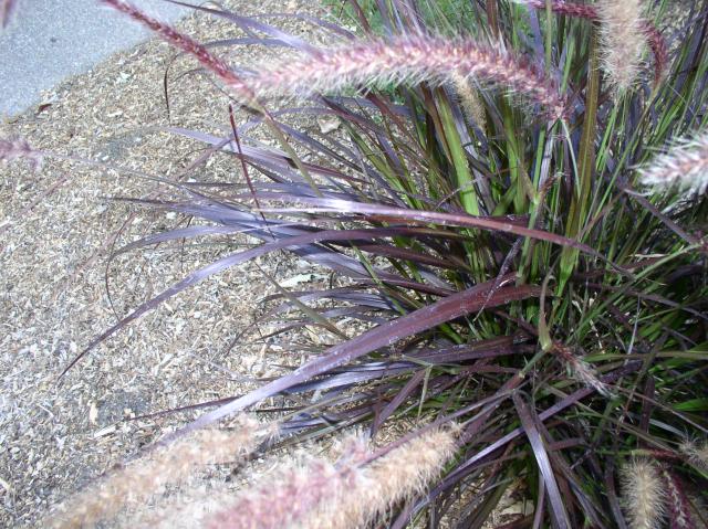 Pennisetum setaceum 'Rubrum'