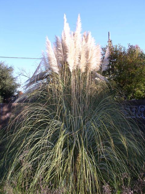 Cortaderia selloana
