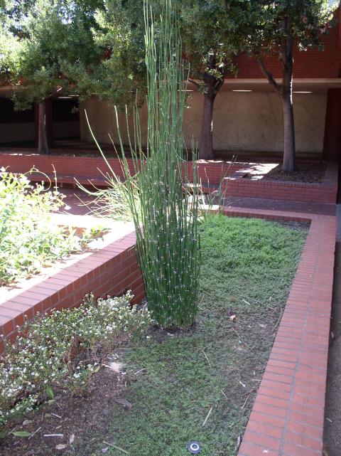 Equisetum hyemale