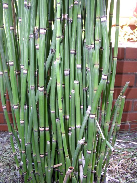 Equisetum hyemale