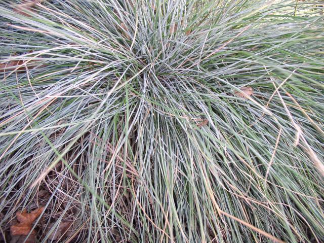 Festuca glauca