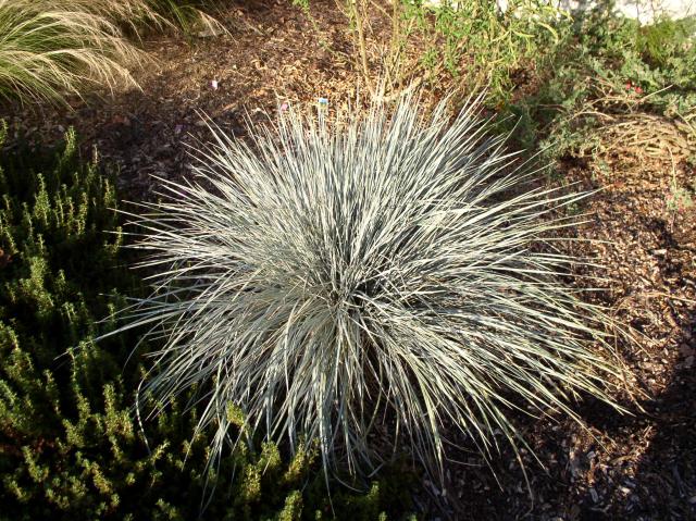 Helictotrichon sempervirens
