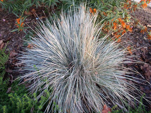 Helictotrichon sempervirens
