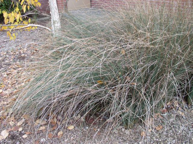 Juncus patens