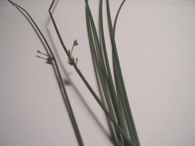 Juncus patens