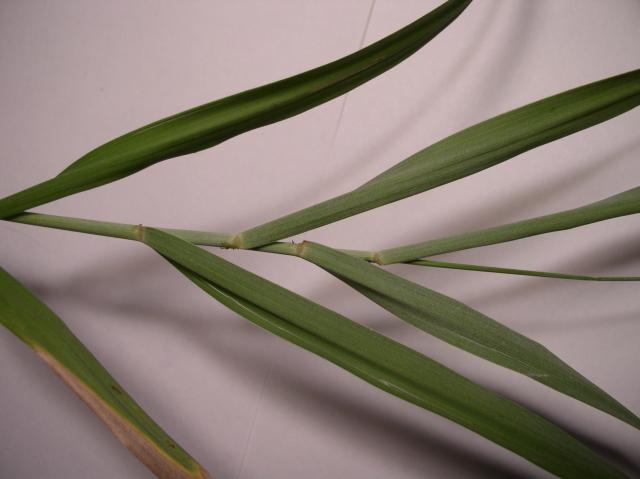 Leymus condensatus 'Canyon Prince'