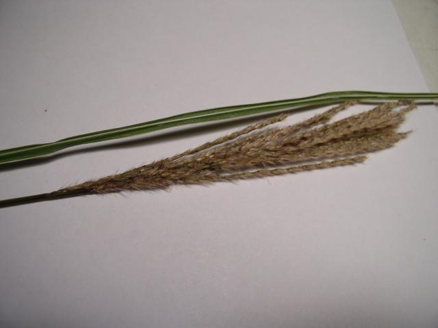 Miscanthus sinensis 'Morning Light'