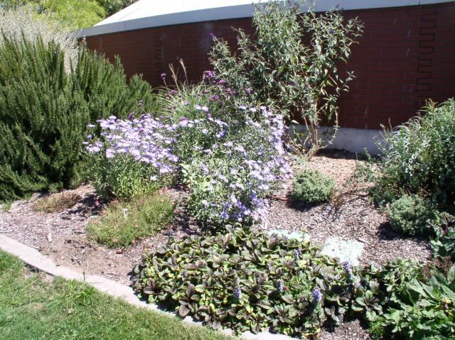 Ajuga reptans