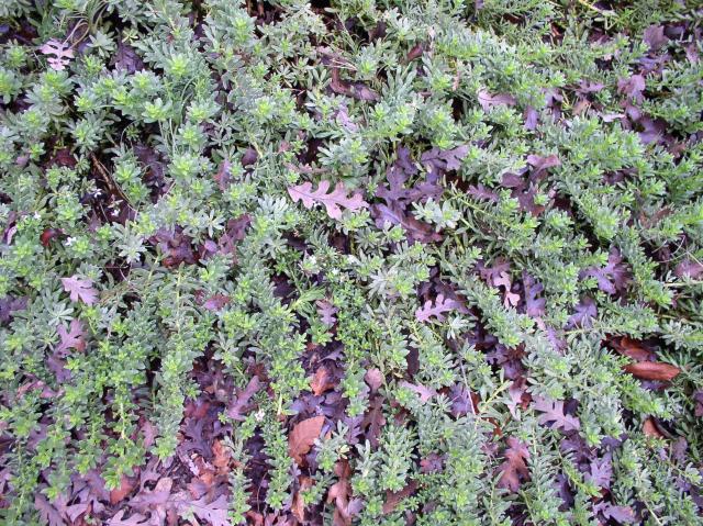 Myoporum parvifolium