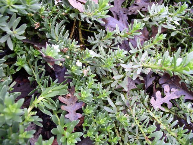 Myoporum parvifolium