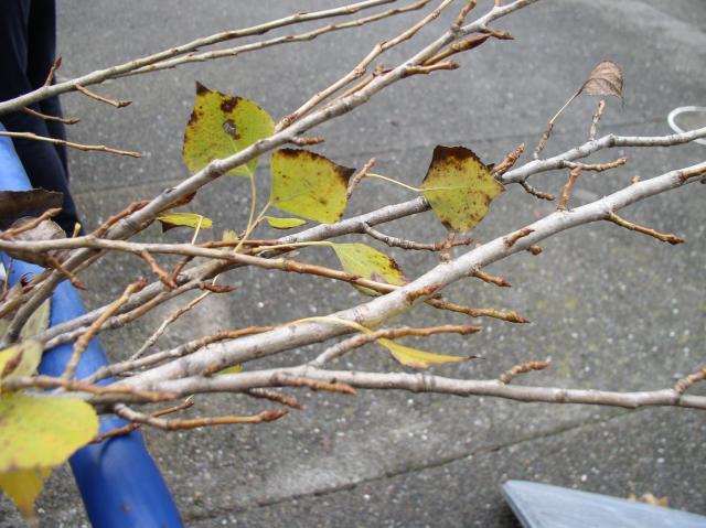 Populus nigra 'Italica'