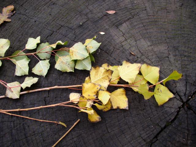 Populus nigra 'Italica'