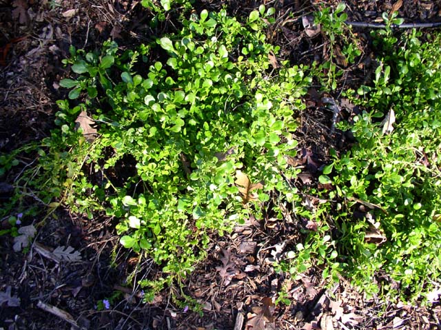 Scaevola 'Mauve Clusters'