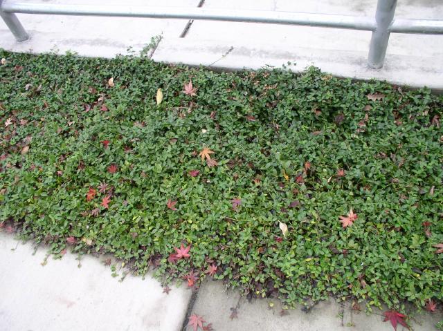 Vinca minor 'Bowles Variety'