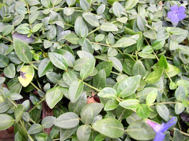 Vinca minor 'Bowles Variety'