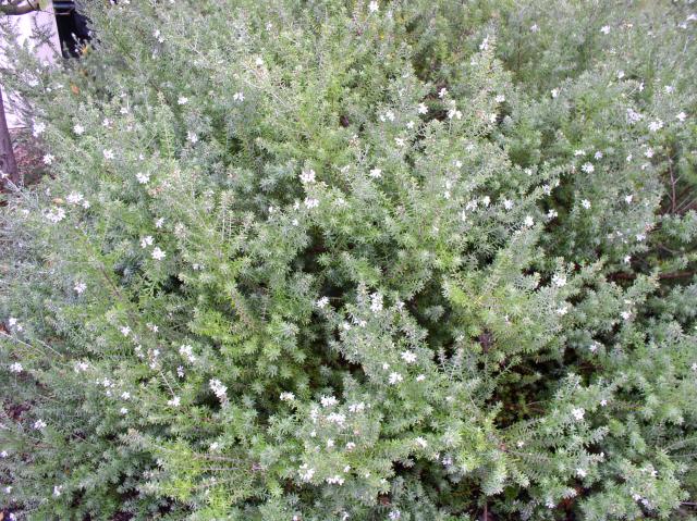 Westringia fruticosa