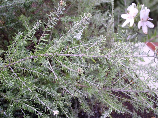 Westringia fruticosa