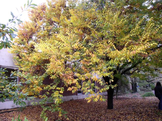 Zelkova serrata