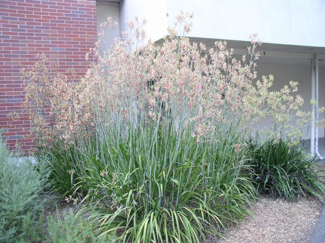Anigozanthos flavidus