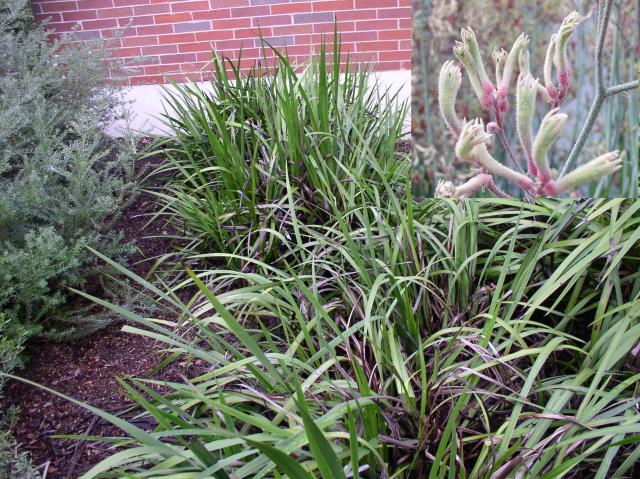 Anigozanthos flavidus