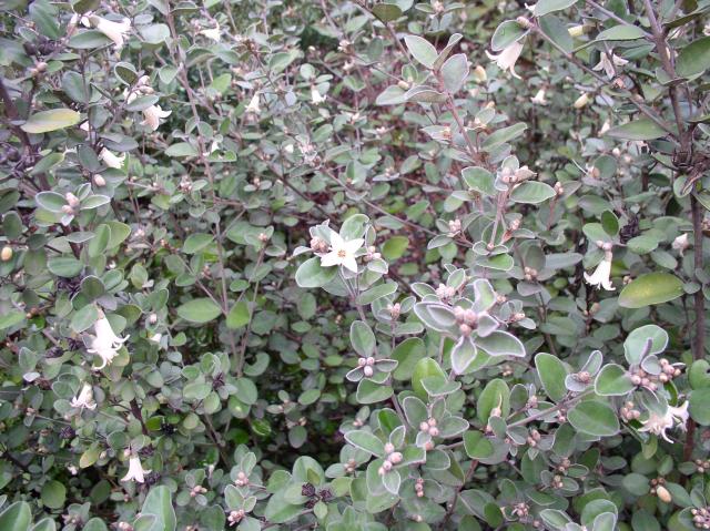Correa 'Ivory Bells'